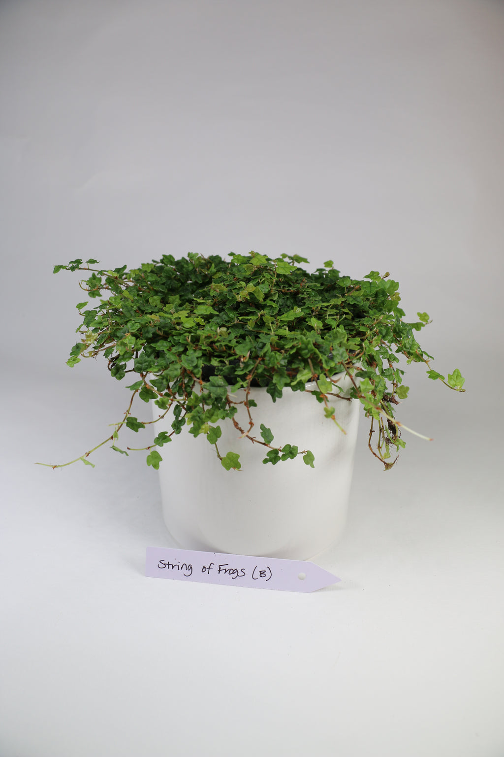 String of Frogs — Exact Plant B