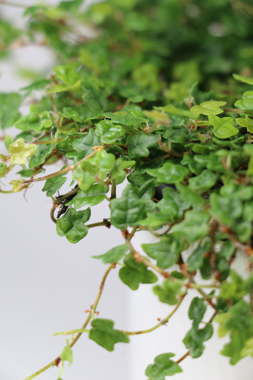 String of Frogs — Exact Plant B