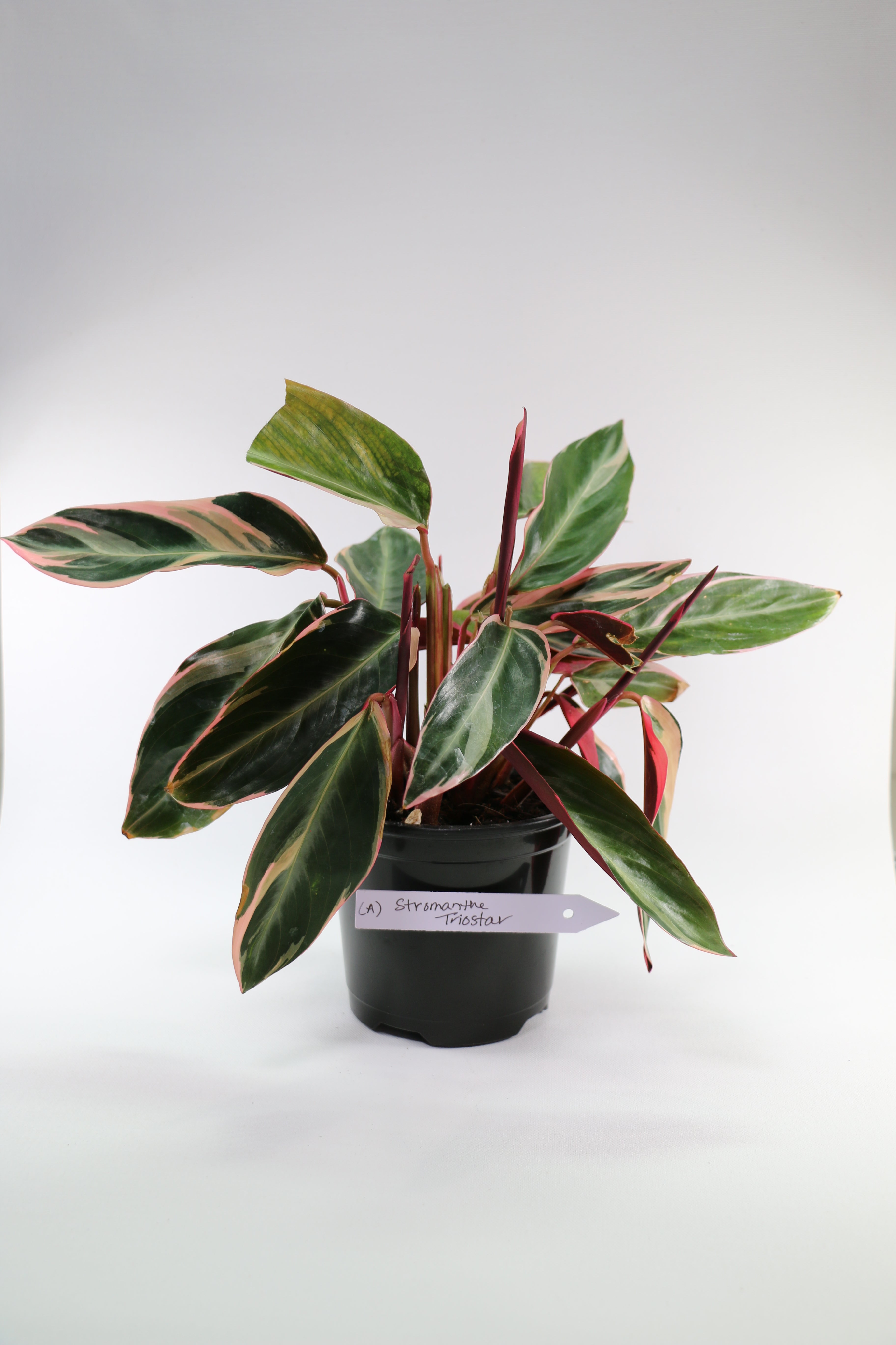 Stromanthe sanguinea ‘Triostar’ — Choose Your Exact Plant A