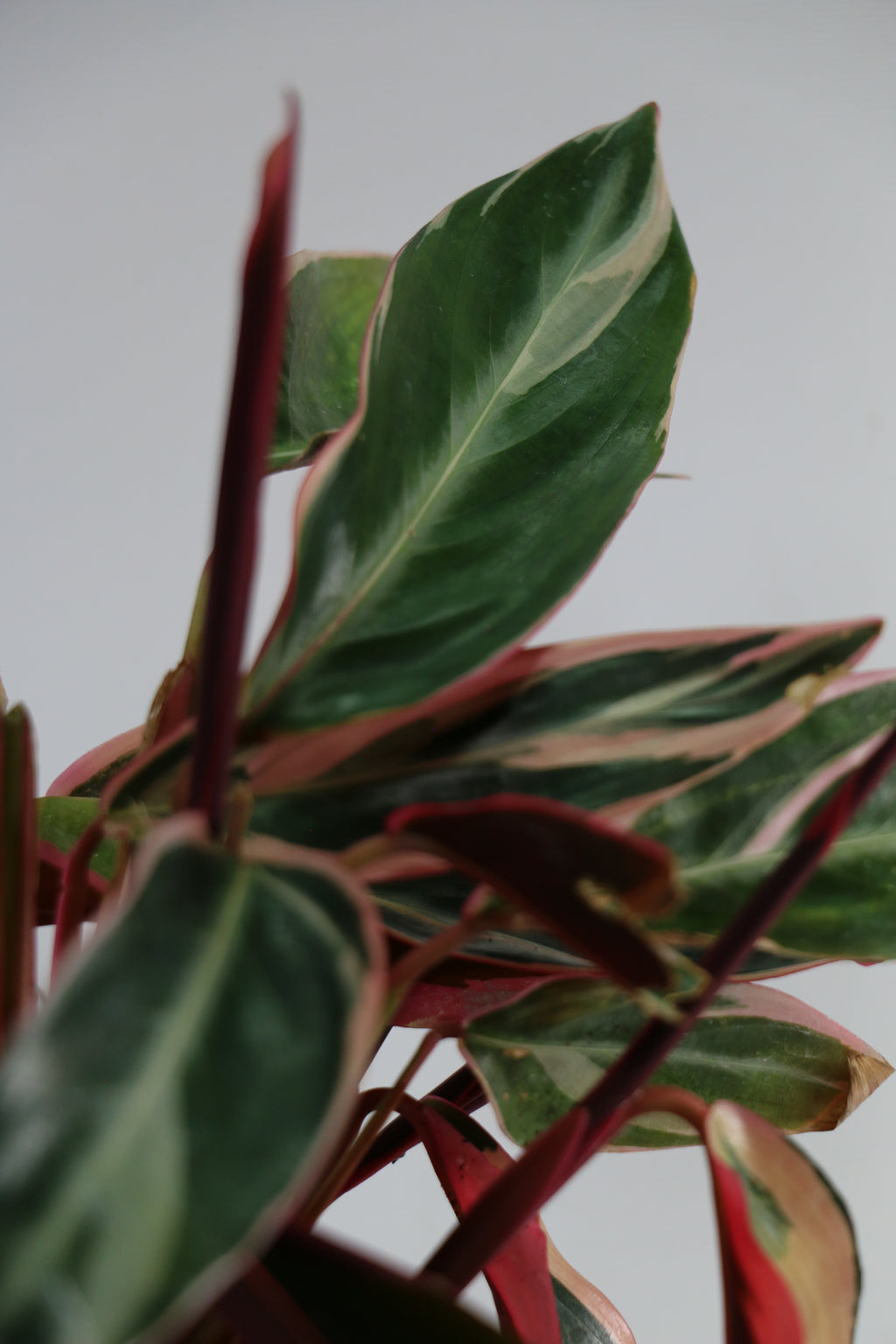 Stromanthe sanguinea ‘Triostar’ — Choose Your Exact Plant A