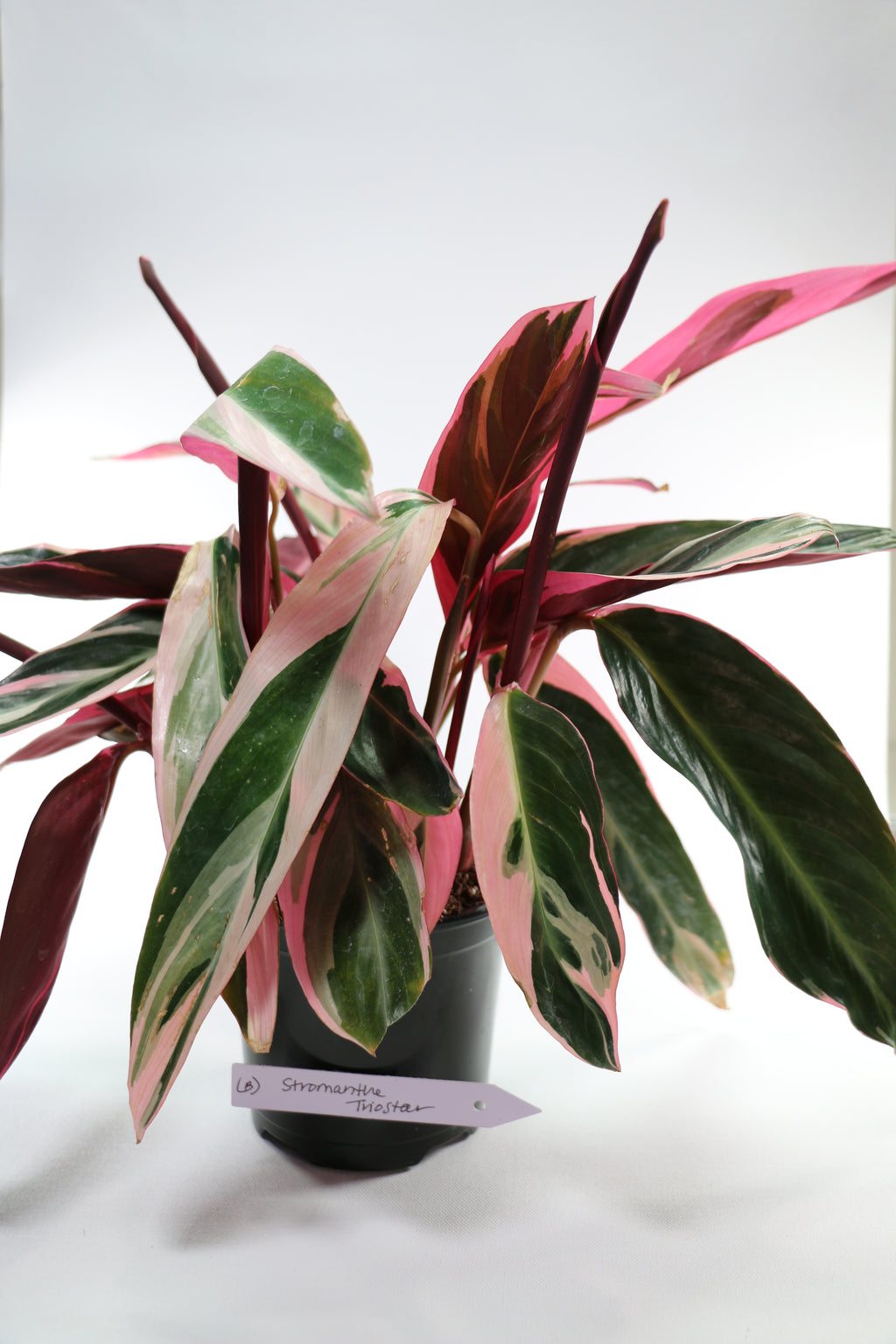 Stromanthe sanguinea ‘Triostar’ — Choose Your Exact Plant B