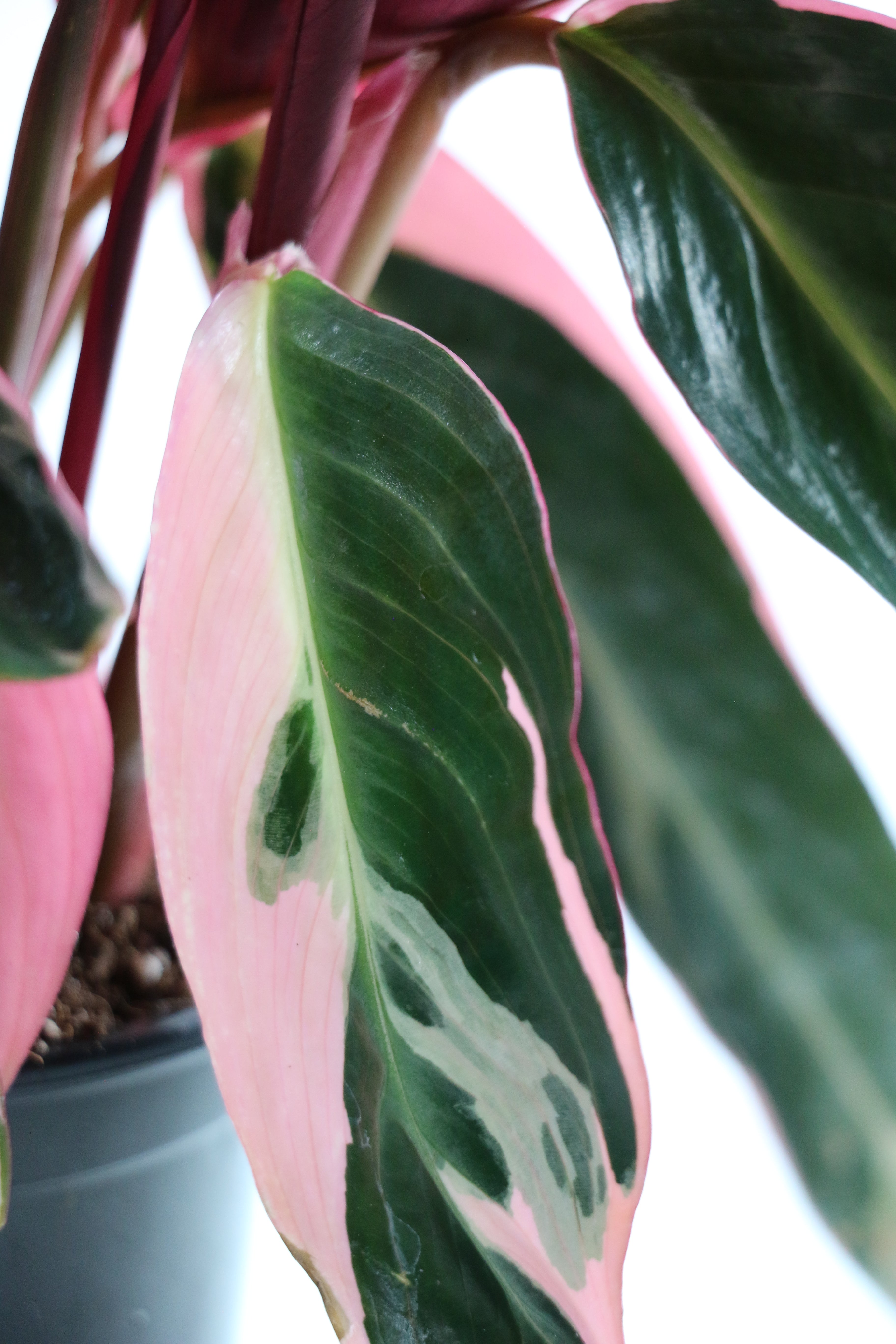 Stromanthe sanguinea ‘Triostar’ — Choose Your Exact Plant B