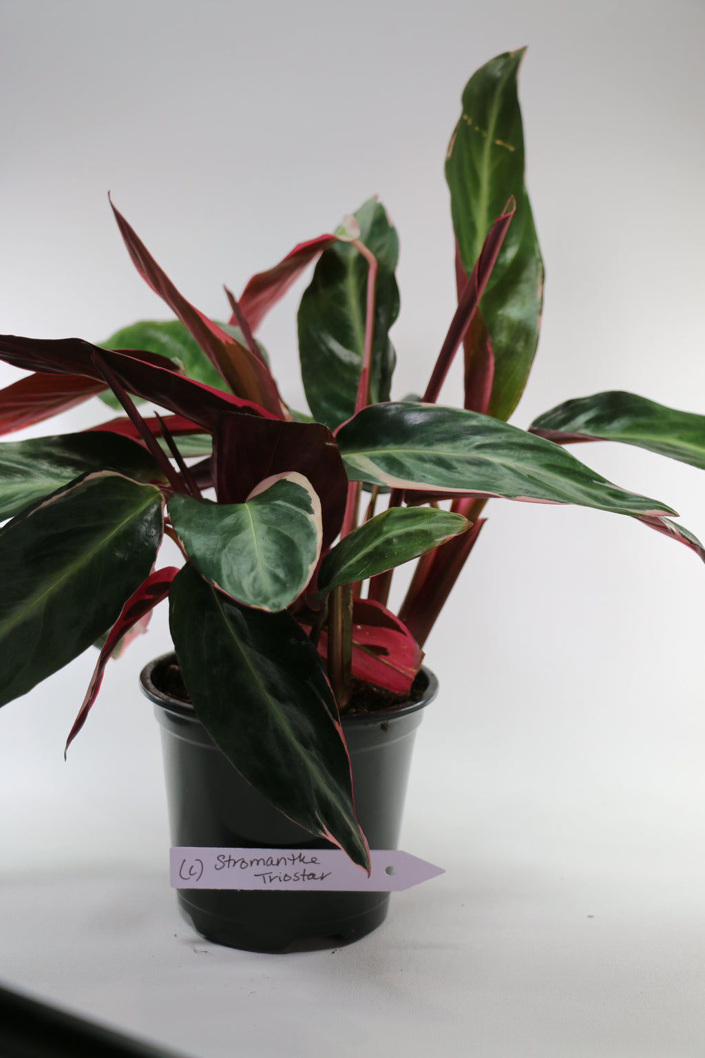 Stromanthe sanguinea ‘Triostar’ — Choose Your Exact Plant C