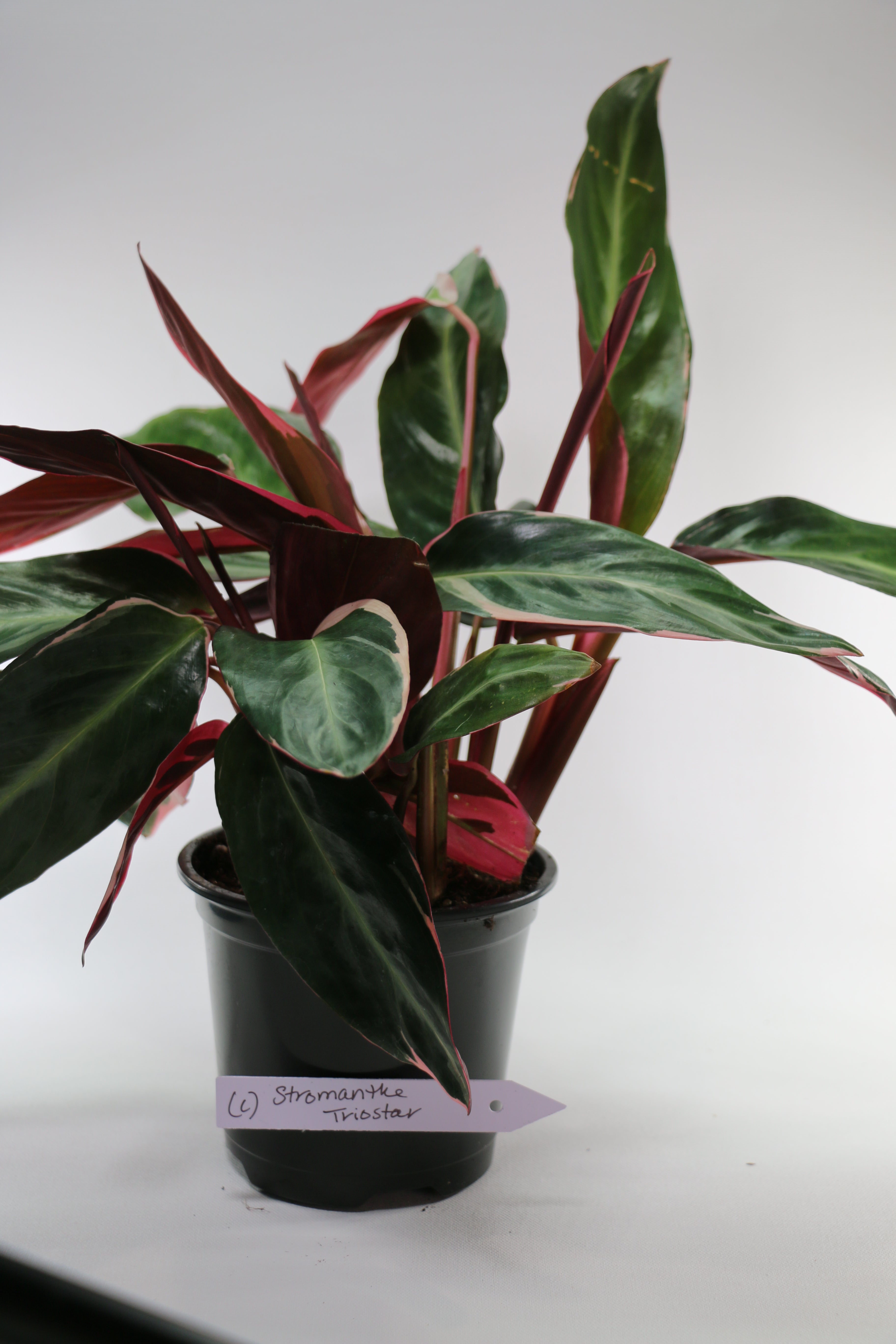 Stromanthe sanguinea ‘Triostar’ — Choose Your Exact Plant C