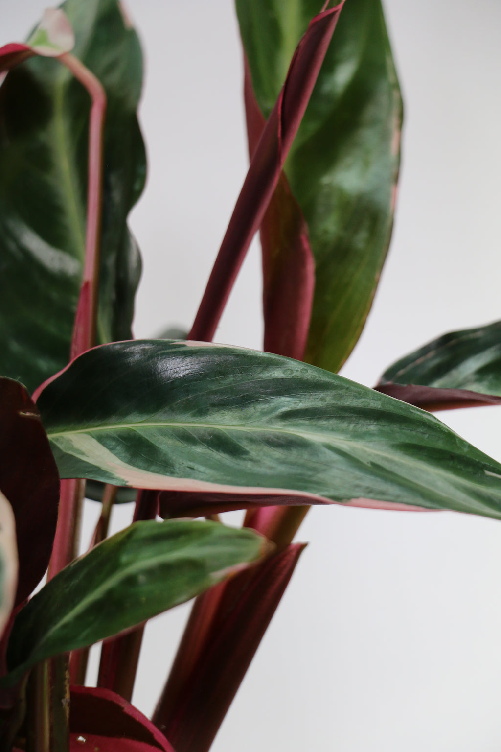 Stromanthe sanguinea ‘Triostar’ — Choose Your Exact Plant C