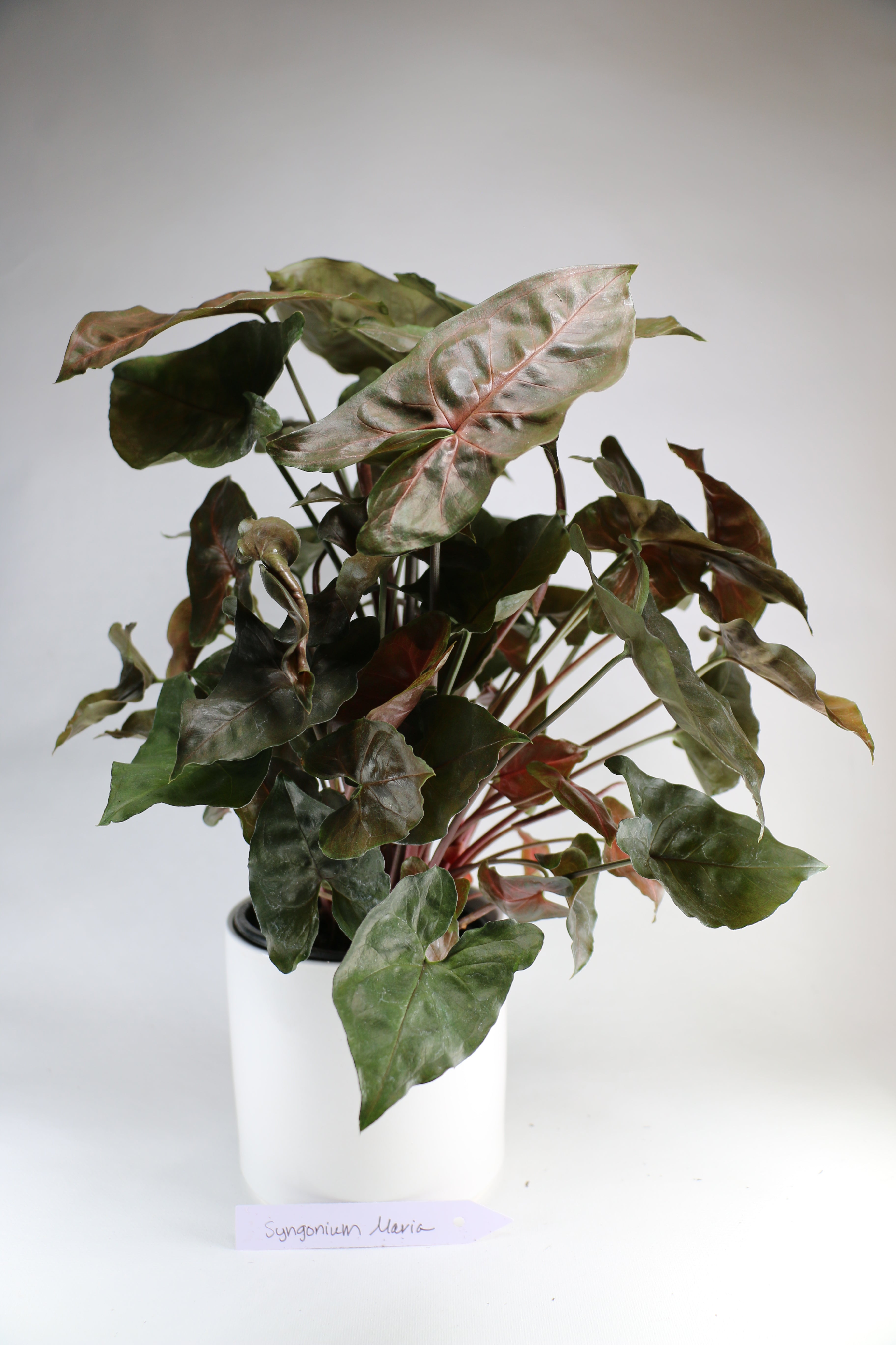 Syngonium ‘Maria’ – 4"