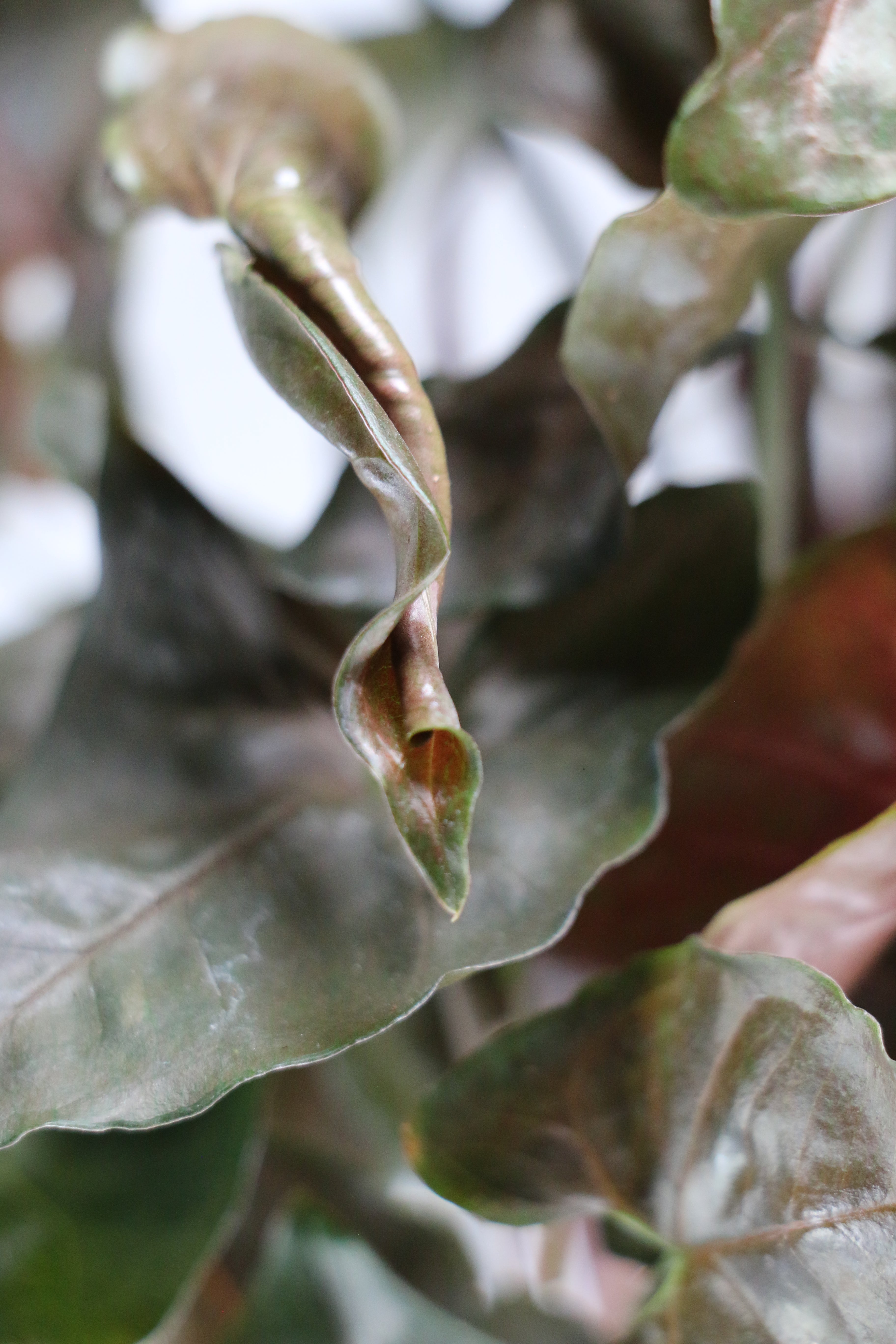 Syngonium ‘Maria’ – 4"