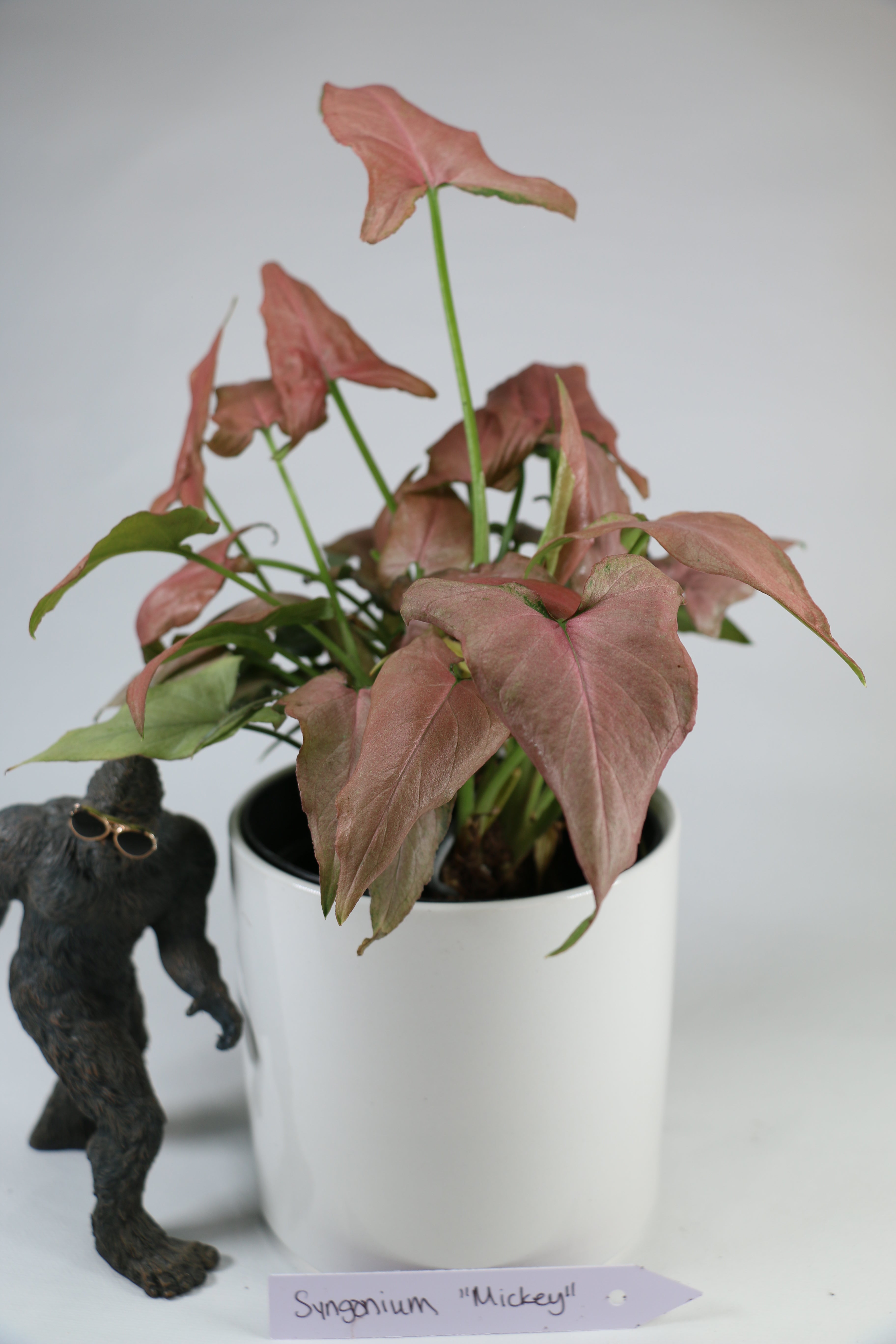 Syngonium ‘Mickey’ — Exact Plant