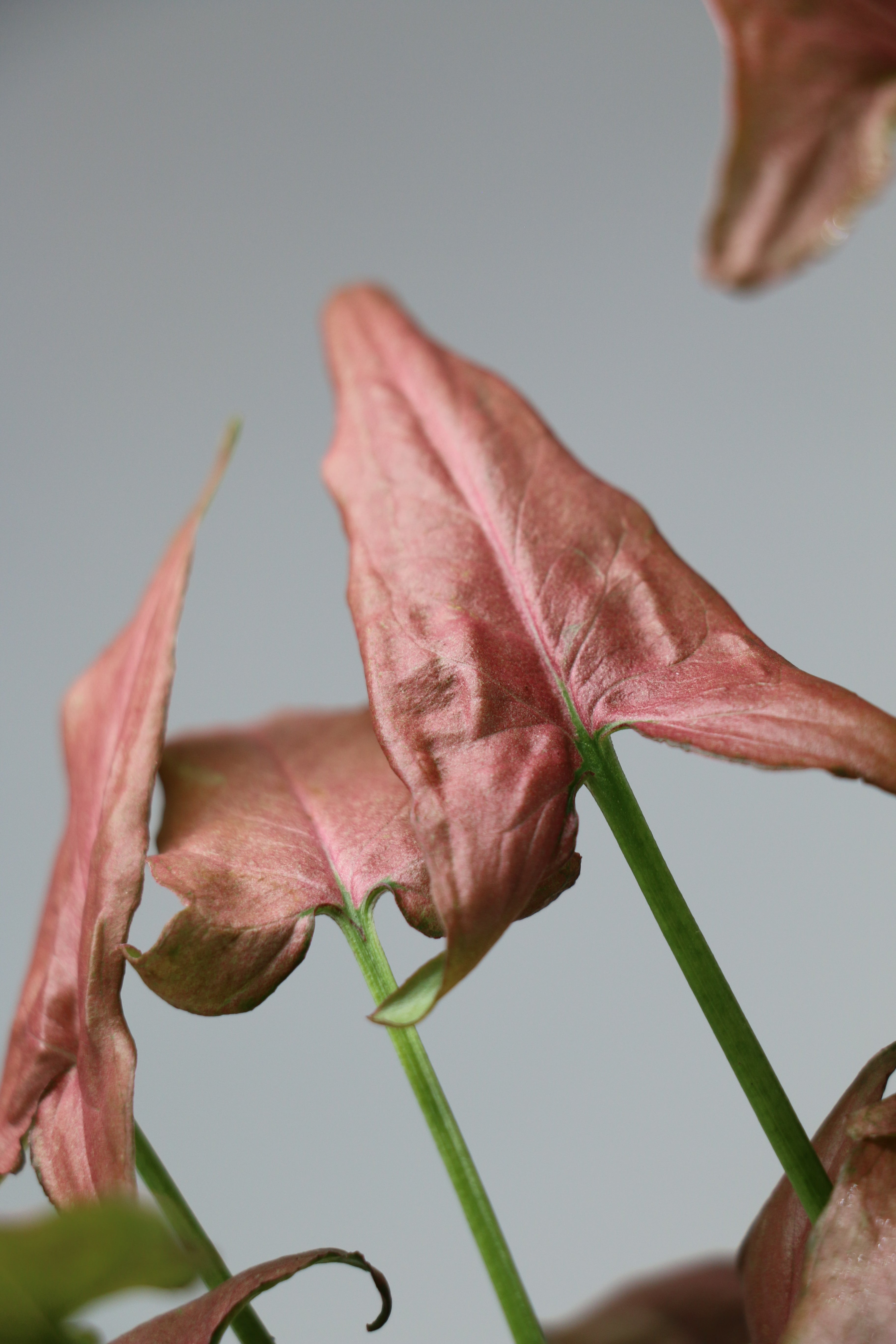 Syngonium ‘Mickey’ — Exact Plant