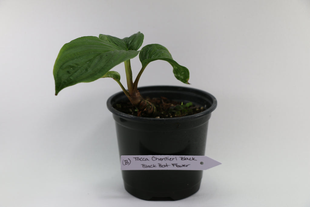 Black Bat Plant / Tacca Chantrieri — Choose Your Exact Plant B