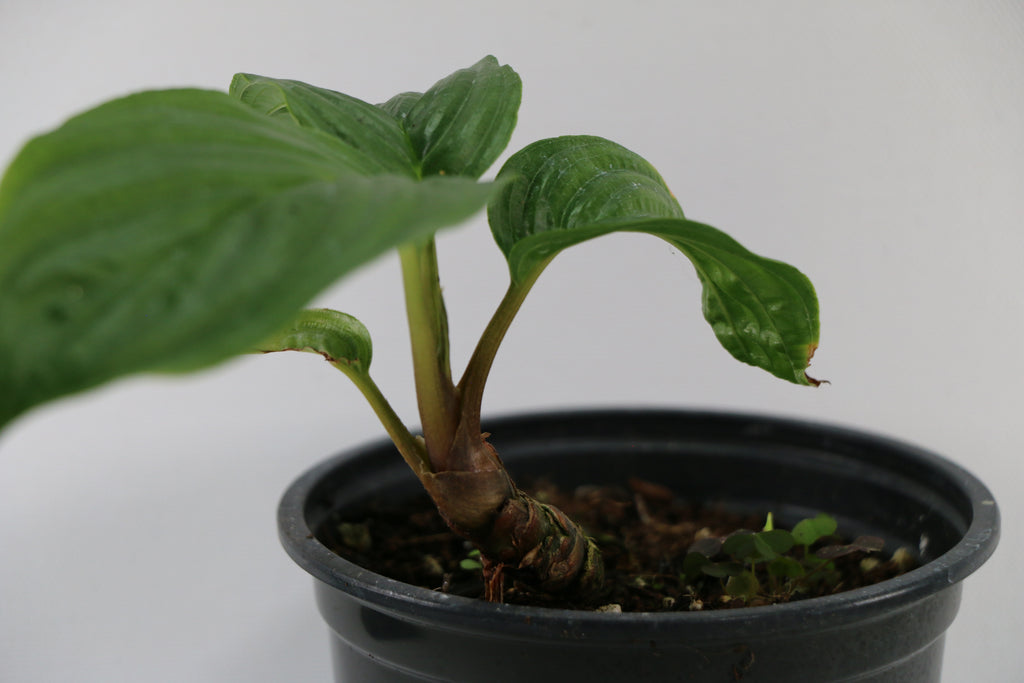 Black Bat Plant / Tacca Chantrieri — Choose Your Exact Plant B