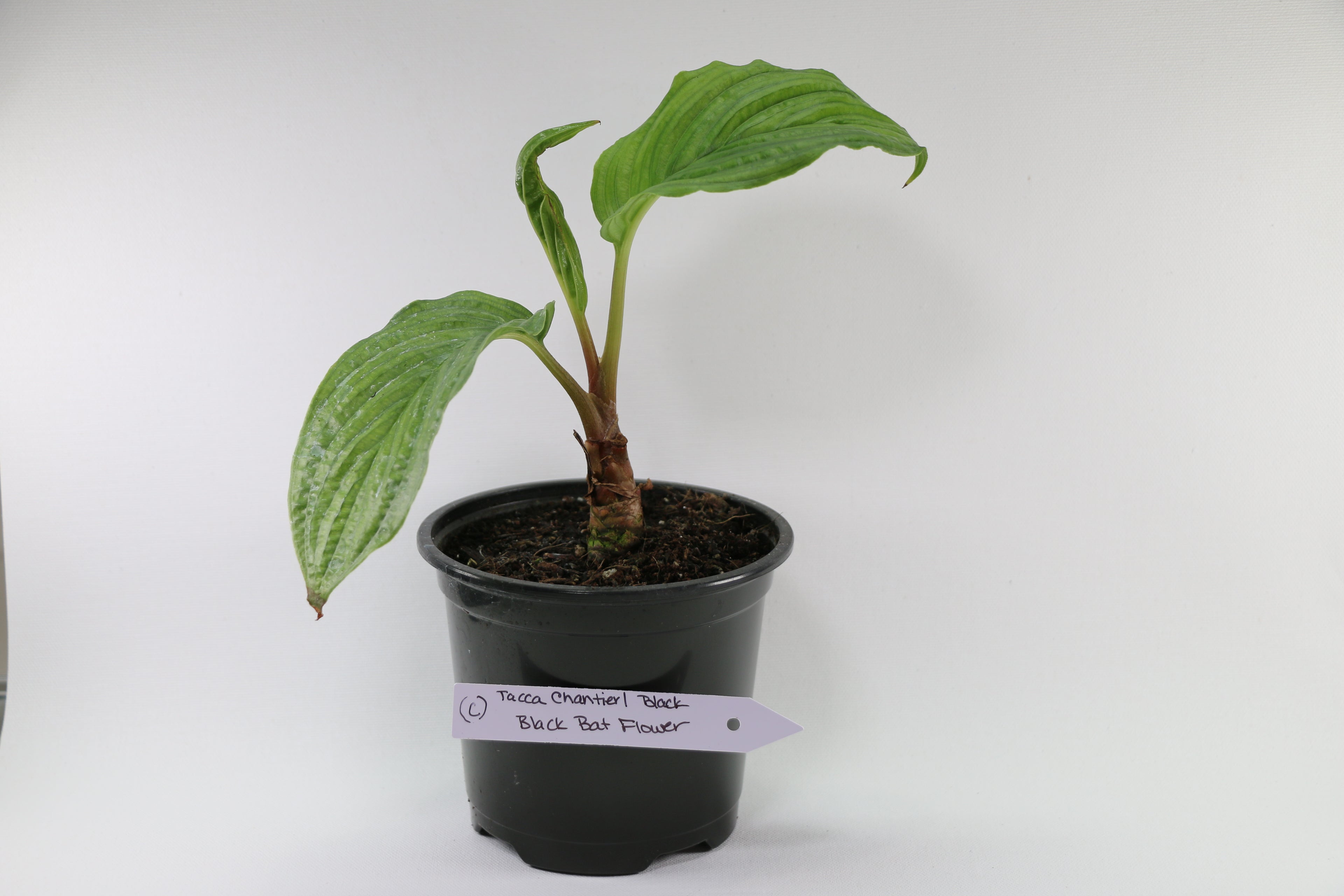 Black Bat Plant / Tacca Chantrieri — Choose Your Exact Plant C