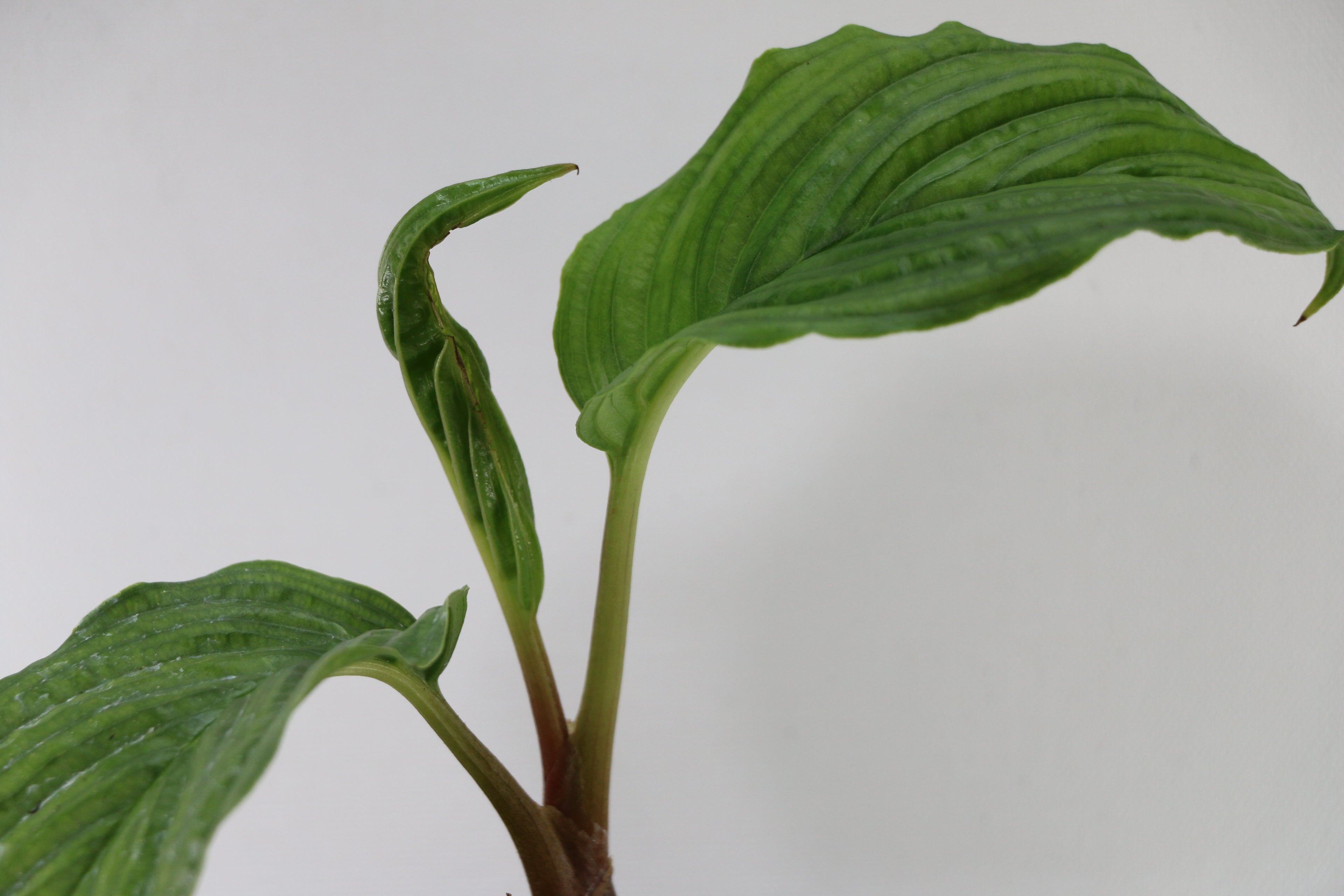 Black Bat Plant / Tacca Chantrieri — Choose Your Exact Plant C