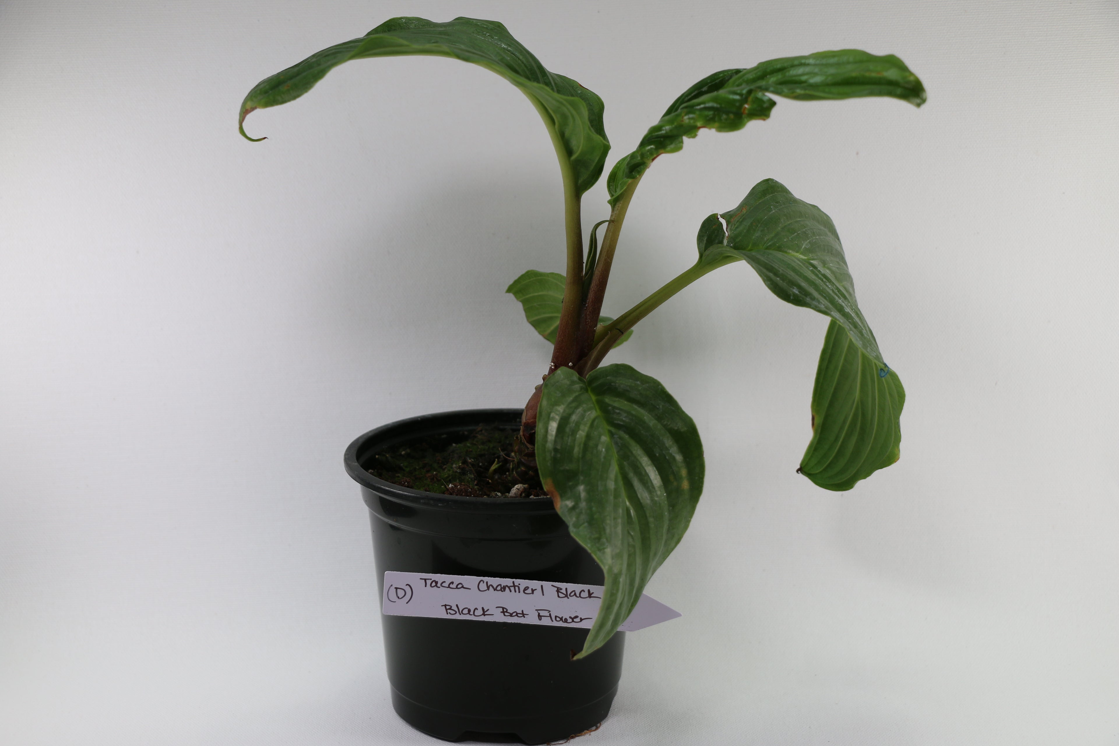 Black Bat Plant / Tacca Chantrieri — Choose Your Exact Plant D