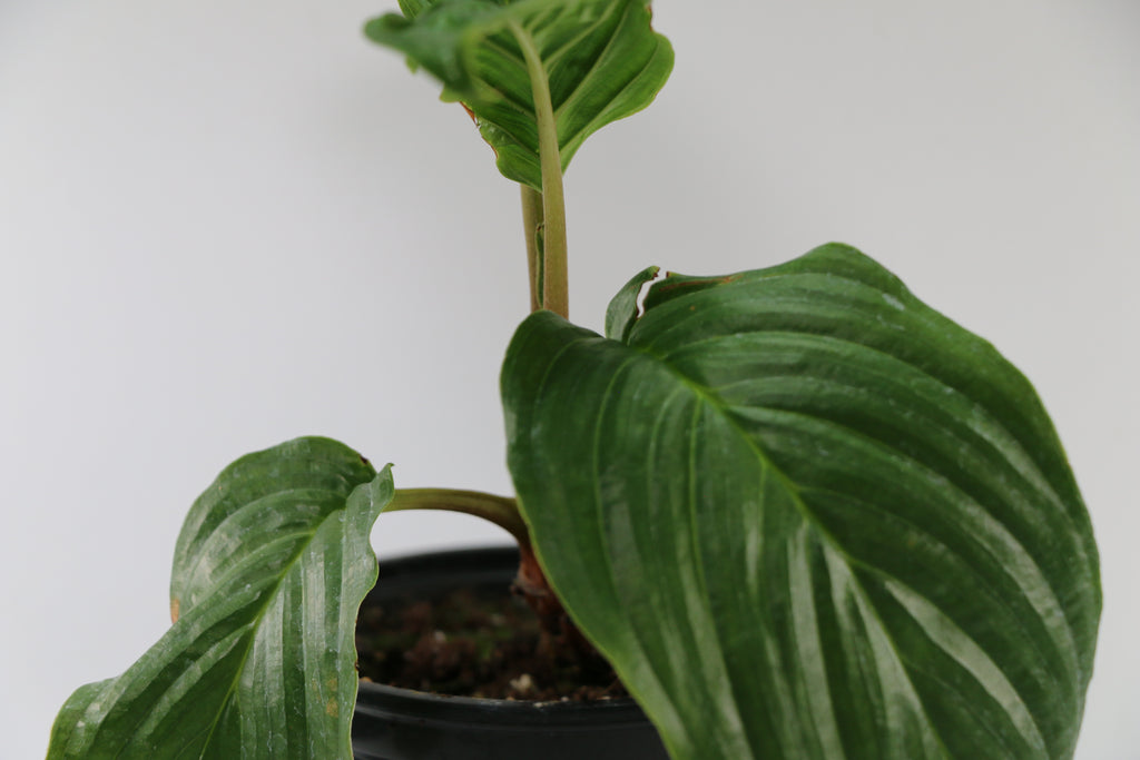 Black Bat Plant / Tacca Chantrieri — Choose Your Exact Plant D