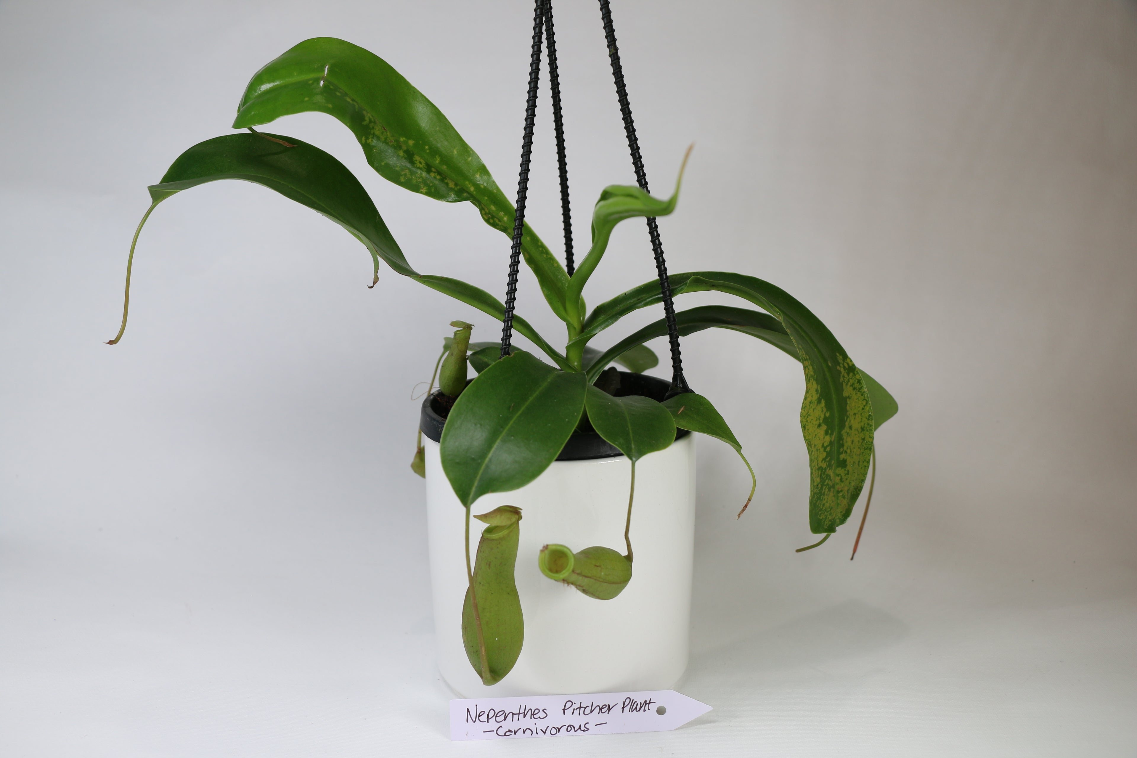 Nepenthes Tropical Pitcher Plant — Exact Plant