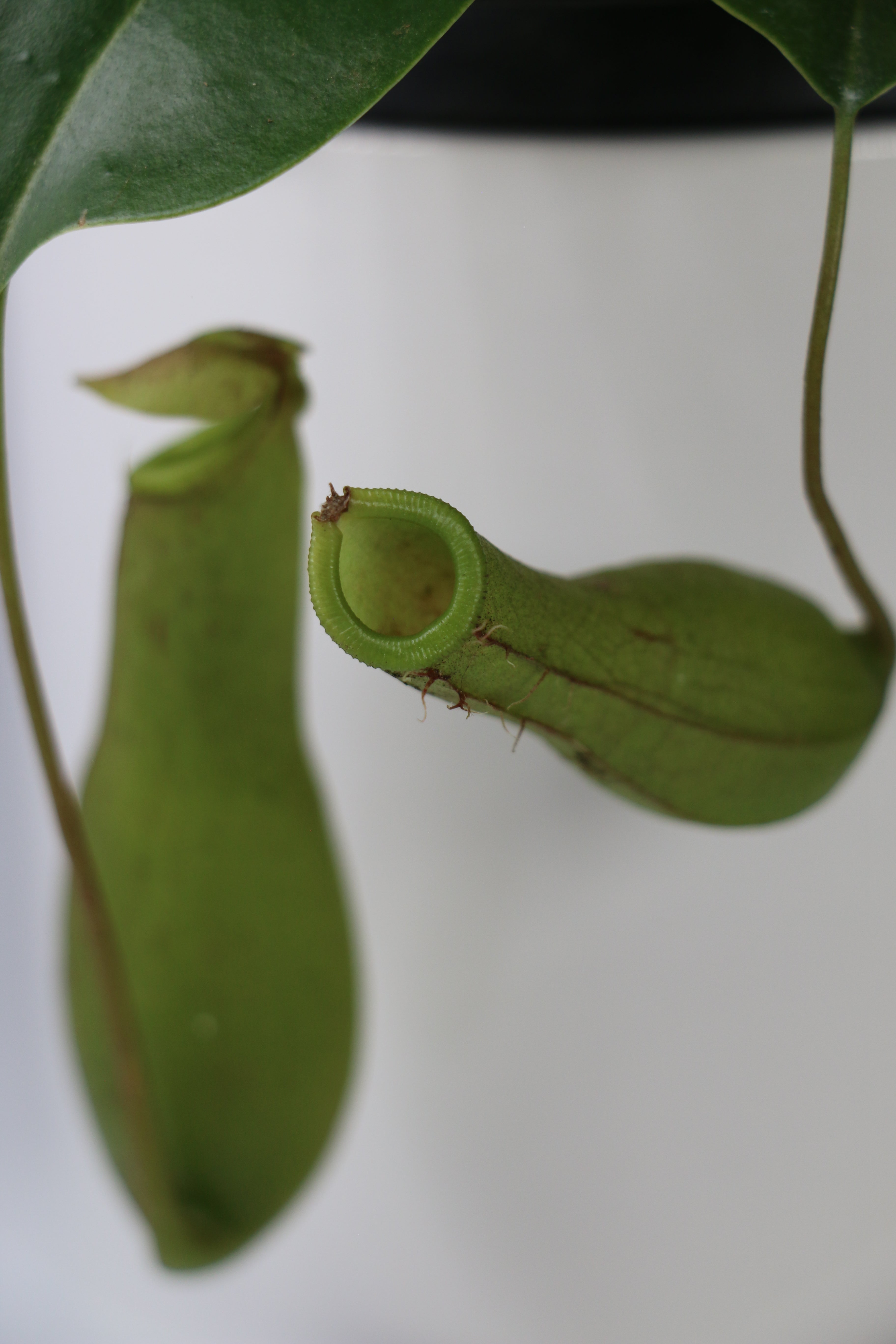 Nepenthes Tropical Pitcher Plant — Exact Plant