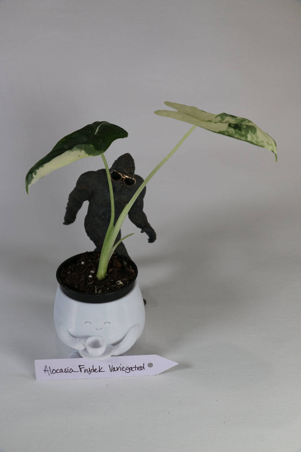 Variegated Alocasia ‘Frydek’ — Exact Plant
