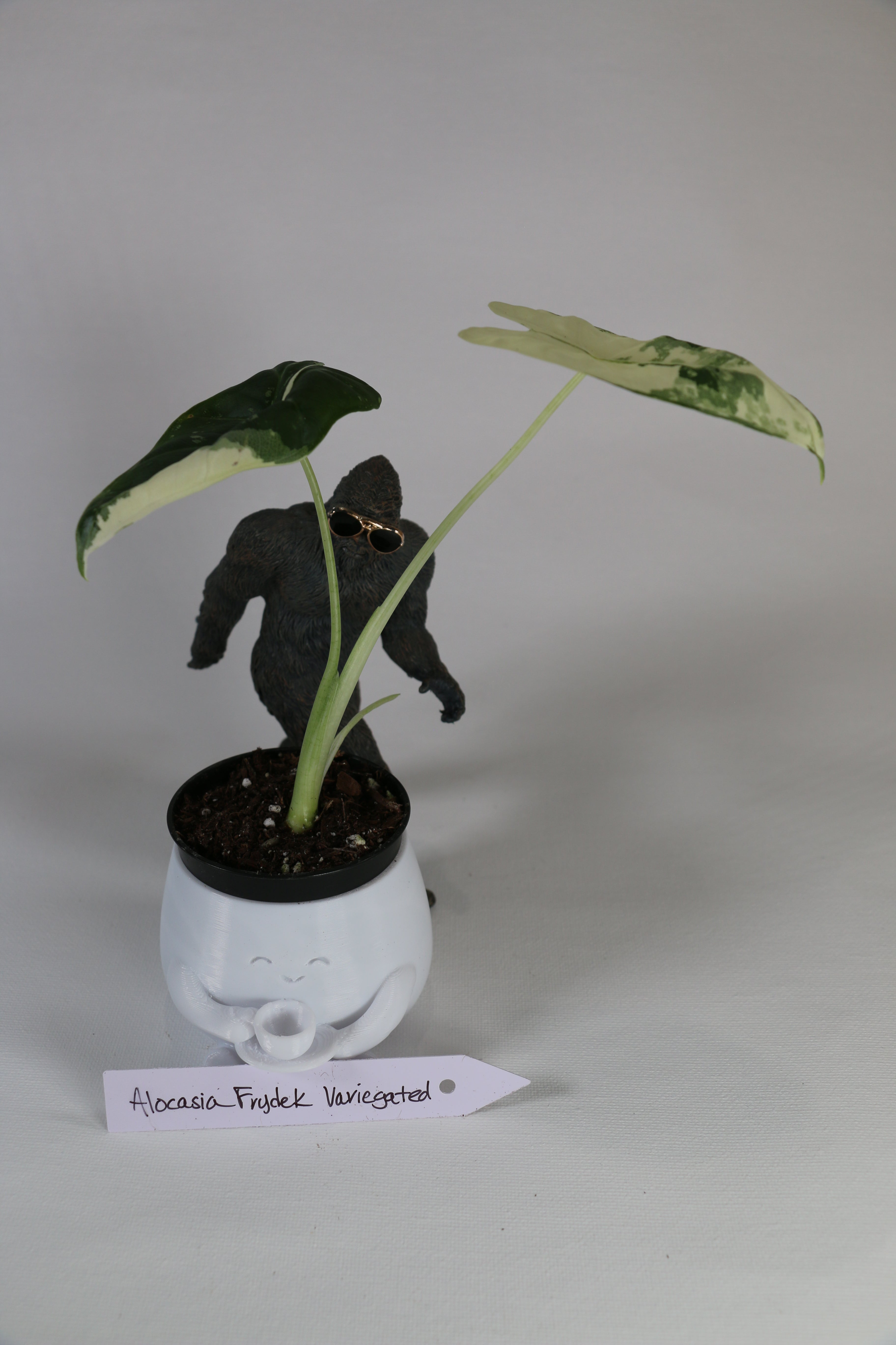 Variegated Alocasia ‘Frydek’ — Exact Plant