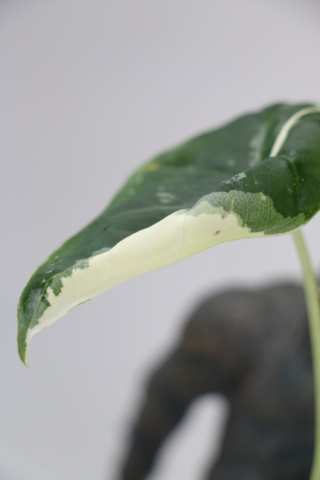 Variegated Alocasia ‘Frydek’ — Exact Plant