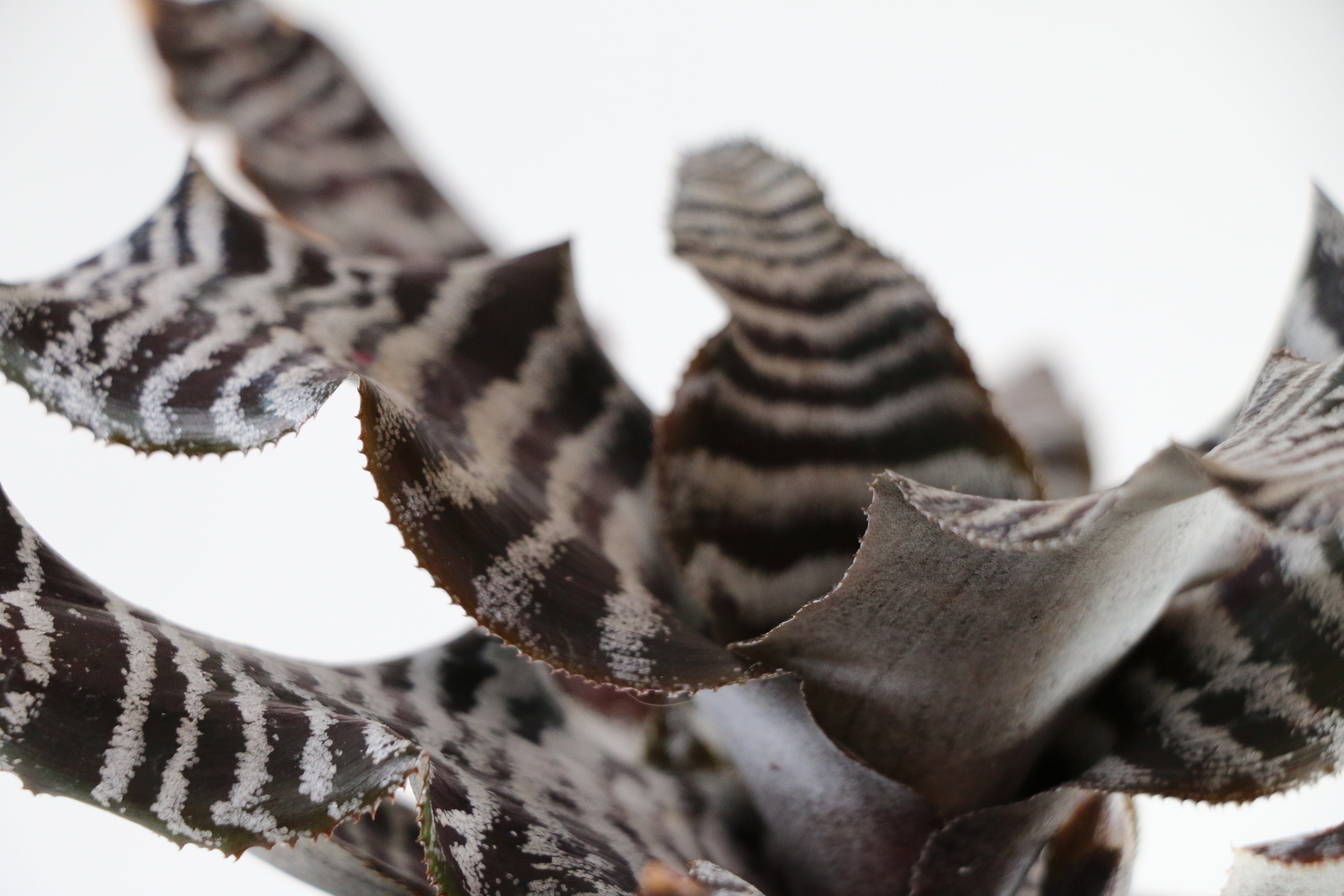 Cryptanthus zebrinus Zebra Earth Star — Exact Plant